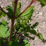 E-Fleurs_vignes2017-06-08