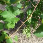 K-Raisins-juillet-20150722_165850