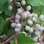 M-veraison