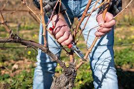 Vignoble taille