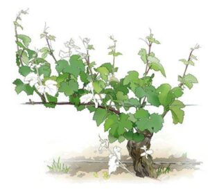 Vignoble ébourgeonnage