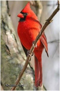 Oiseau