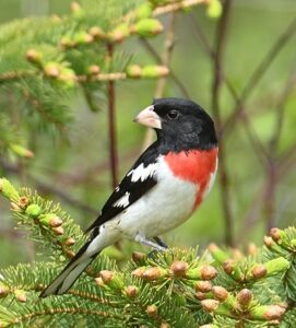 Oiseau