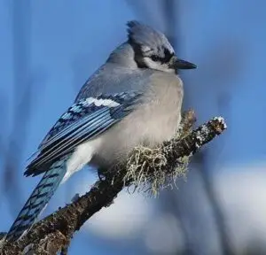 Oiseau