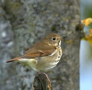 Oiseau