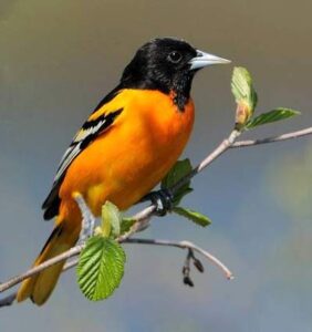 Oiseau