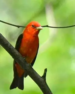 Oiseau