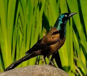 Oiseau