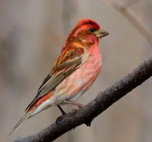 Oiseau