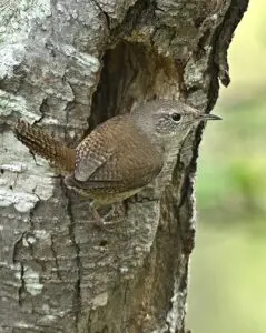 Oiseau